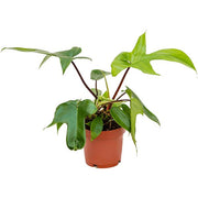 Philodendron Florida green 12/25 Plants Almost Paradise Berlin